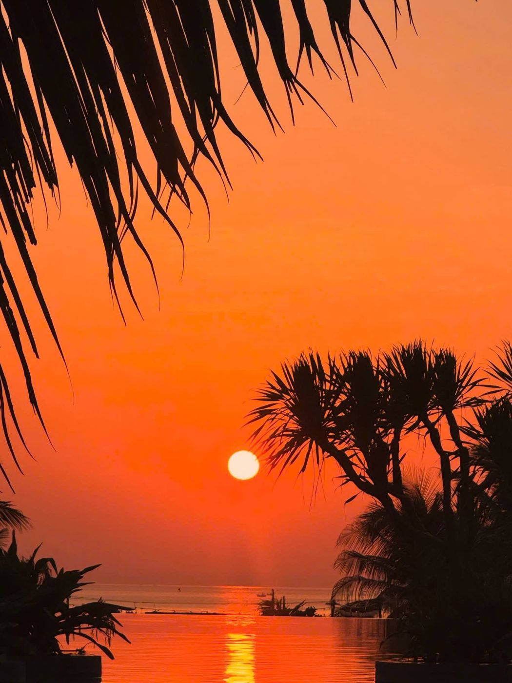 Red sun rising behind palm fronds over the infinity pool and the sea